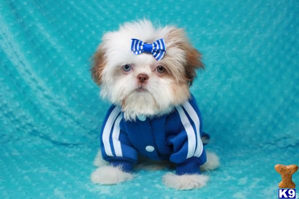 lvpuppyheaven Picture 1